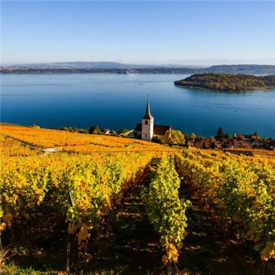 澳门王中王100%的资料手机app下载