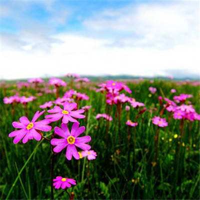 炸金花单机游戏手机app下载截图